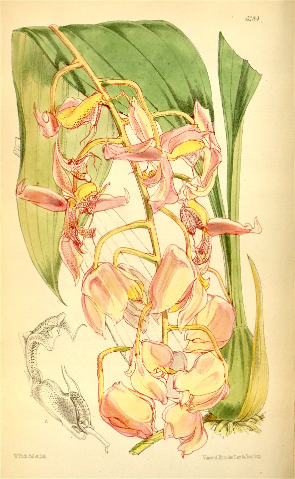 Gongora portentosa - Curtis' 103 (Ser. 3 no. 33) pl 6284 (1877)