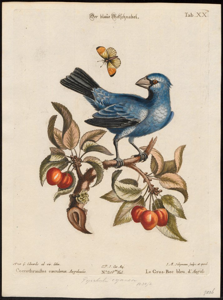 Goniaphea cyanea - 1700-1880 - Print - Iconographia Zoologica - Special Collections University of Amsterdam - UBA01 IZ16000139