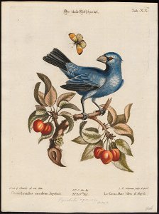 Goniaphea cyanea - 1700-1880 - Print - Iconographia Zoologica - Special Collections University of Amsterdam - UBA01 IZ16000139