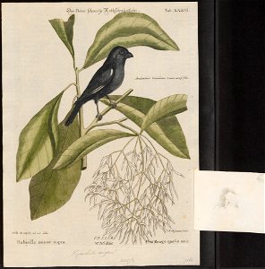 Goniophea nigra - 1700-1880 - Print - Iconographia Zoologica - Special Collections University of Amsterdam - UBA01 IZ16000147
