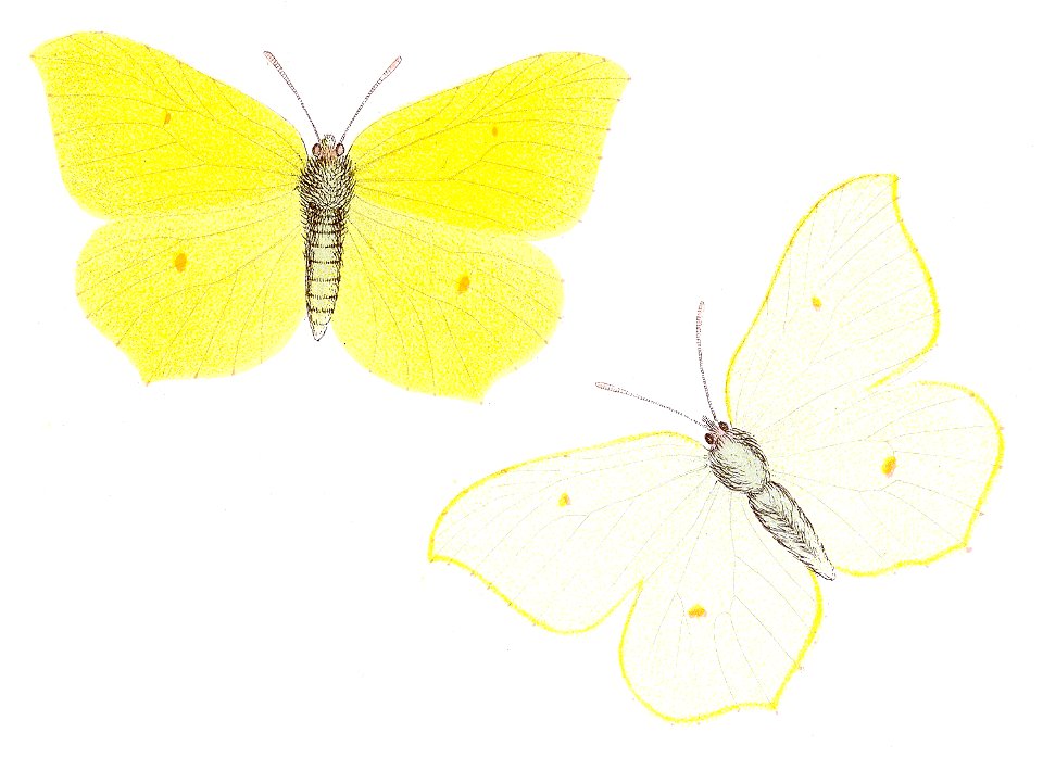 Gonepteryx rhamni - Zitronenfalter