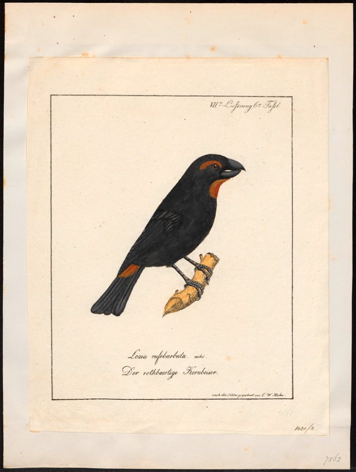 Goniophea violacea - 1700-1880 - Print - Iconographia Zoologica - Special Collections University of Amsterdam - UBA01 IZ16000151