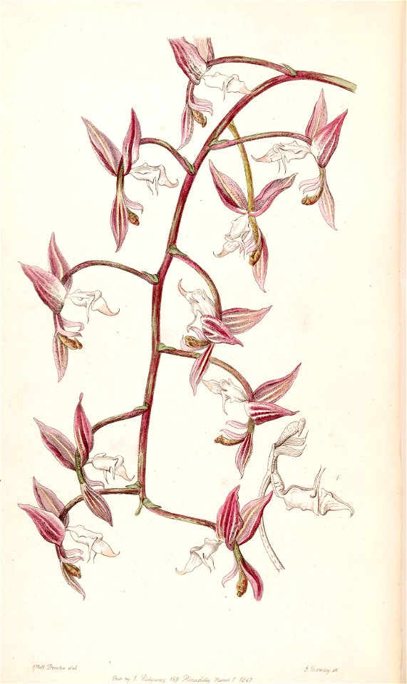 Gongora aromatica (as Gongora bufonia var. leucochila) - Edwards vol 33 (NS 10) pl 17 (1847)