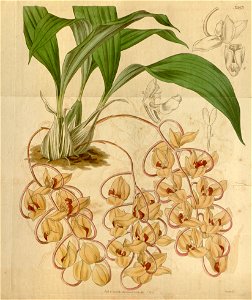 Gongora galeata (as syn. Acropera loddigesii) - Curtis' vol. 64 (N.S. 11) pl. 3563 ( 1837)