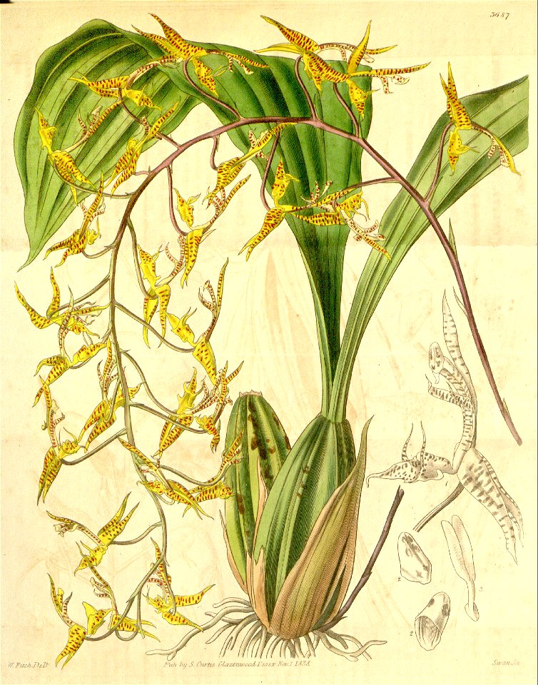 Gongora maculata - Curtis' vol. 65 (N.S. 12) pl. 3687 (1839)