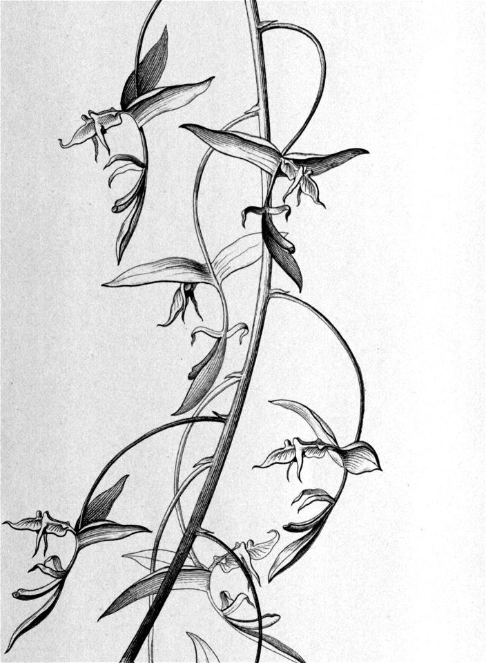 Gongora nigrita - Fl.Br.3-5-101 (cropped)