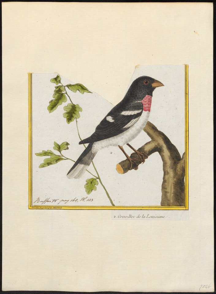Goniophea ludoviciana - 1700-1880 - Print - Iconographia Zoologica - Special Collections University of Amsterdam - UBA01 IZ16000141