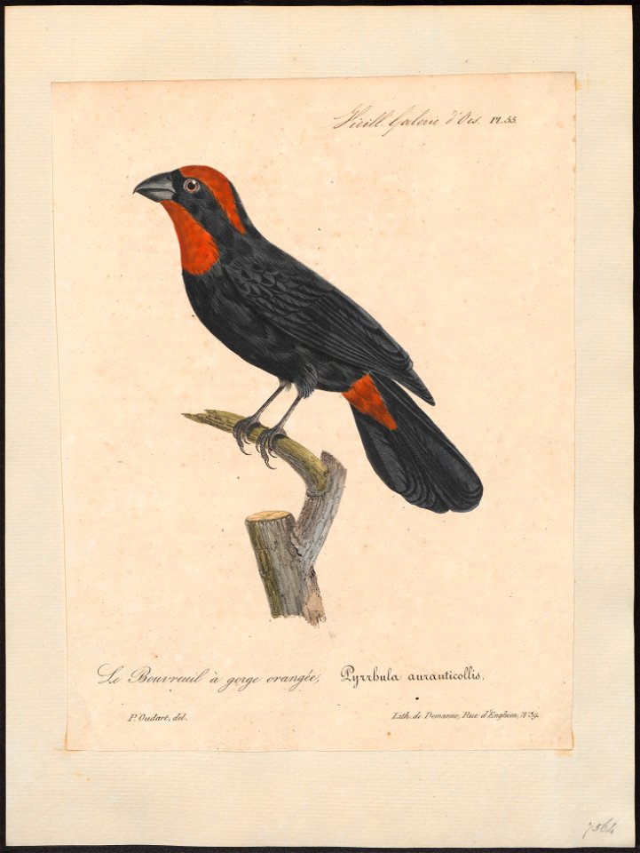 Goniophea portoricensis - 1825-1834 - Print - Iconographia Zoologica - Special Collections University of Amsterdam - UBA01 IZ16000157
