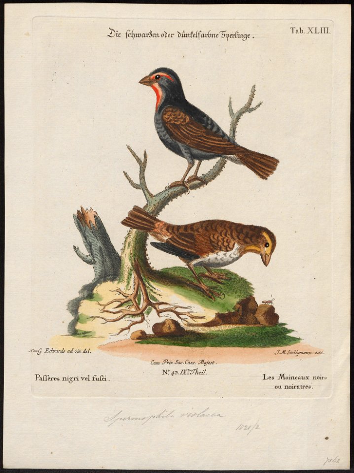 Goniophea violacea - 1700-1880 - Print - Iconographia Zoologica - Special Collections University of Amsterdam - UBA01 IZ16000155