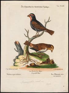 Goniophea violacea - 1700-1880 - Print - Iconographia Zoologica - Special Collections University of Amsterdam - UBA01 IZ16000155