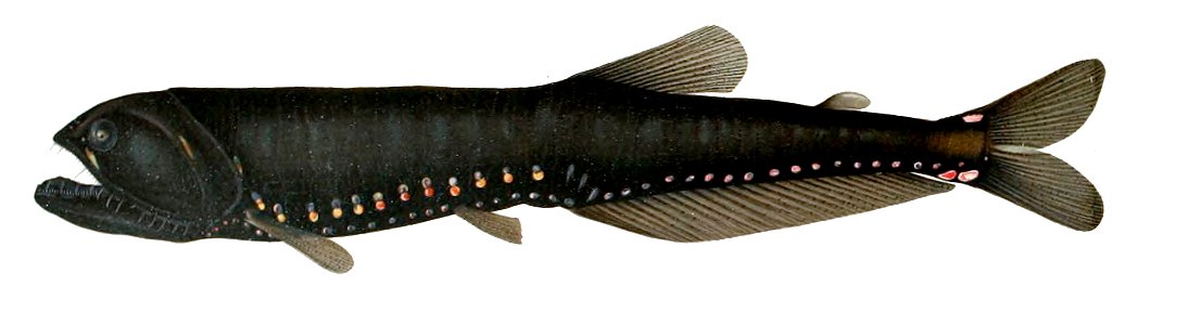 Gonostoma elongatum1