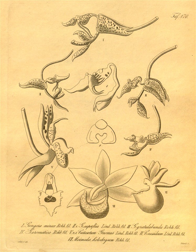 Gongora minax, superflua, gratulabunda, aromatica - Catasetum gnomus, cassideum - Mormodes variabilis (as M. holochrysa) - Xenia 2 pl 170