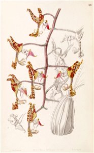 Gongora quinquenervis (as Gongora maculata var. tricolor) - Edwards vol 33 (NS 10) pl 69 (1847)