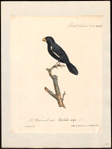 Goniophea nigra - 1825-1834 - Print - Iconographia Zoologica - Special Collections University of Amsterdam - UBA01 IZ16000159
