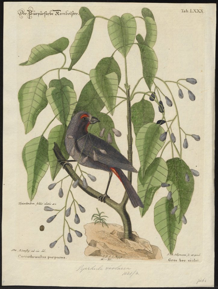Goniophea violacea - 1700-1880 - Print - Iconographia Zoologica - Special Collections University of Amsterdam - UBA01 IZ16000153