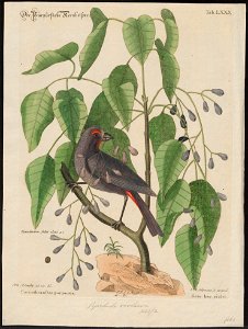 Goniophea violacea - 1700-1880 - Print - Iconographia Zoologica - Special Collections University of Amsterdam - UBA01 IZ16000153