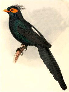 Goodfellowia miranda