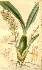 Gomesa foliosa (as Pleurothallis foliosa) - Curtis' 54 (N.S. 1) pl. 2746 (1827). Free illustration for personal and commercial use.