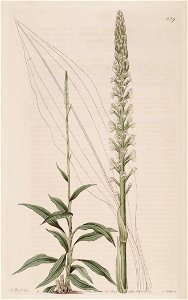 Goodyera procera (as Neottia procera) - Bot. Reg. 8 pl. 639 (1822)