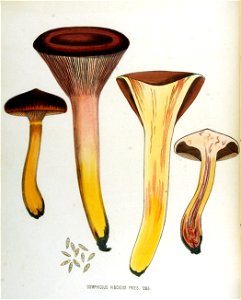 Gomphidius viscidus — Flora Batava — Volume v17