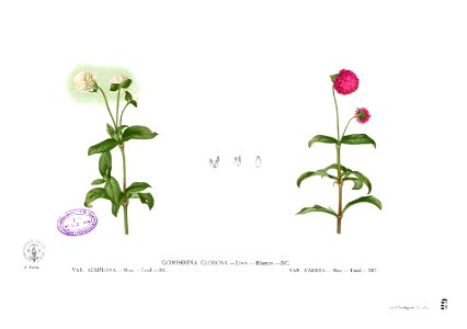 Gomphrena globosa Blanco1.68
