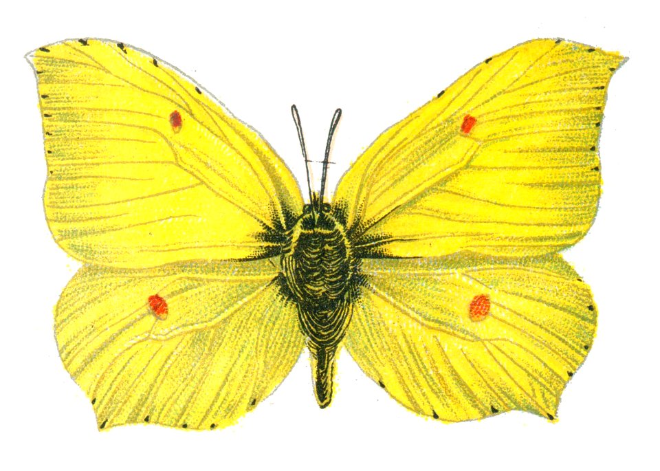 Gonepteryx rhamni male par Nemos