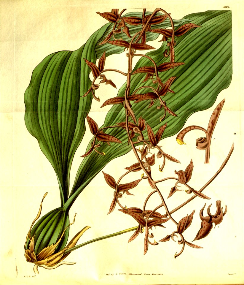 Gongora atropurpurea- Curtis' 60 (N.S. 7) pl. 3220 (1833)