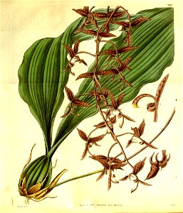 Gongora atropurpurea- Curtis' 60 (N.S. 7) pl. 3220 (1833). Free illustration for personal and commercial use.