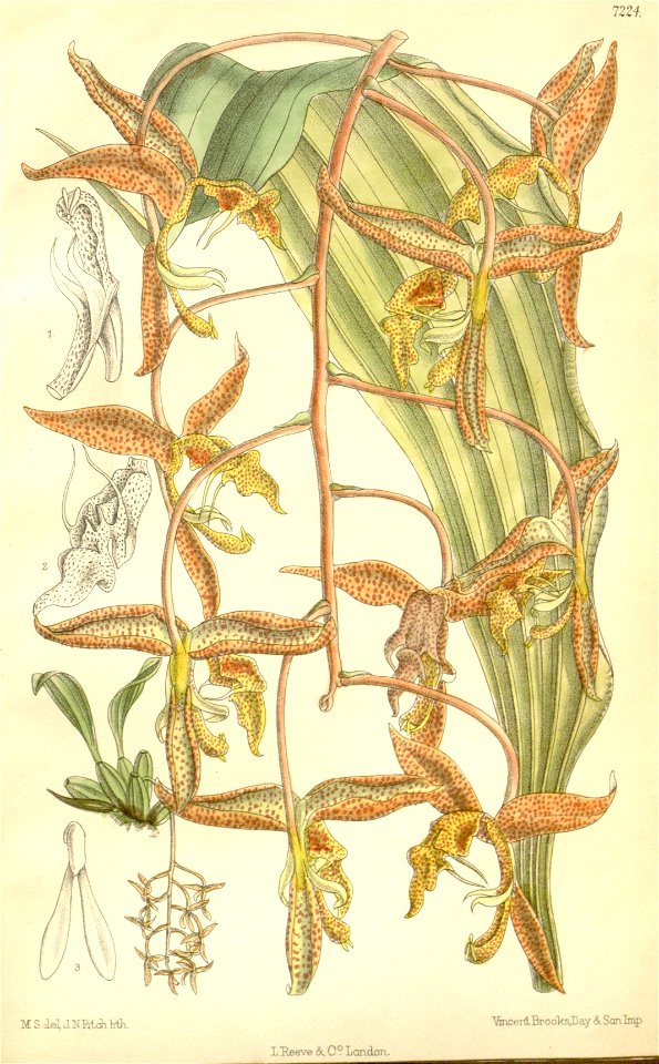 Gongora gratulabunda - Curtis' 118 (Ser. 3 no. 48) pl 7224 (1892)