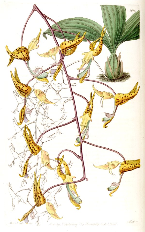 Gongora maculata - Edwards' vol 19 pl. 1616 (1833)