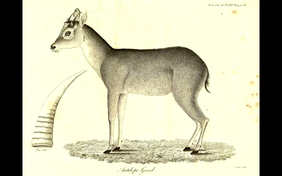 GoralTransLinnSoc1825