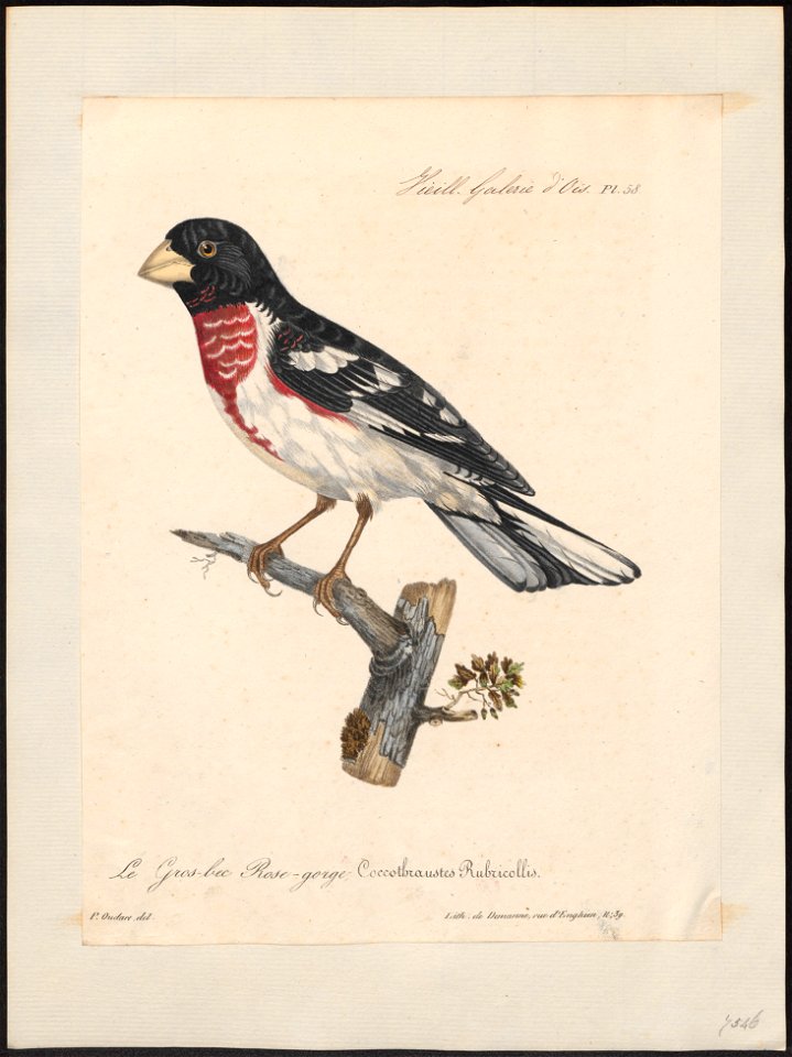 Goniophea ludoviciana - 1825-1834 - Print - Iconographia Zoologica - Special Collections University of Amsterdam - UBA01 IZ16000143