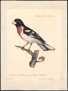 Goniophea ludoviciana - 1825-1834 - Print - Iconographia Zoologica - Special Collections University of Amsterdam - UBA01 IZ16000143