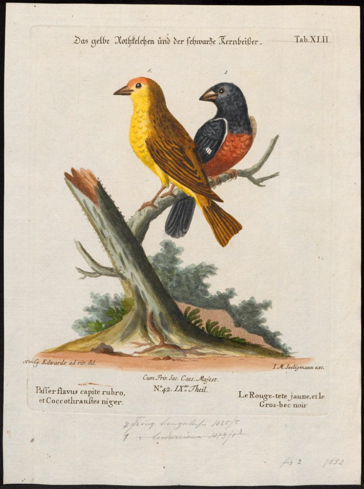 Goniophea torrida - 1700-1880 - Print - Iconographia Zoologica - Special Collections University of Amsterdam - UBA01 IZ16000145