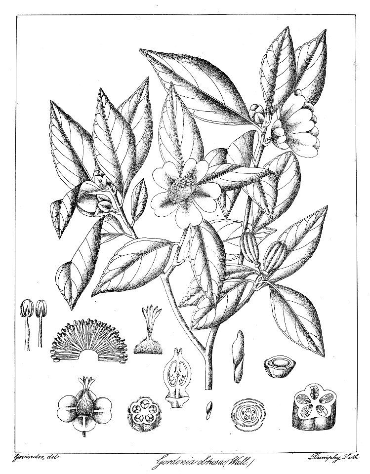 Gordonia obtusa Govindoo
