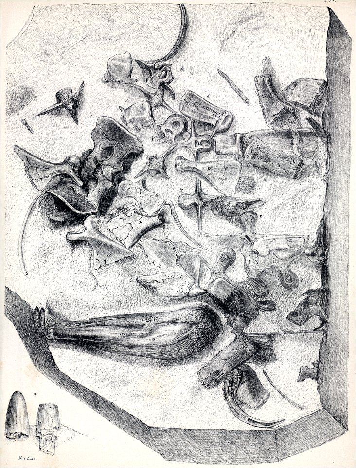 Goniopholis crassidens