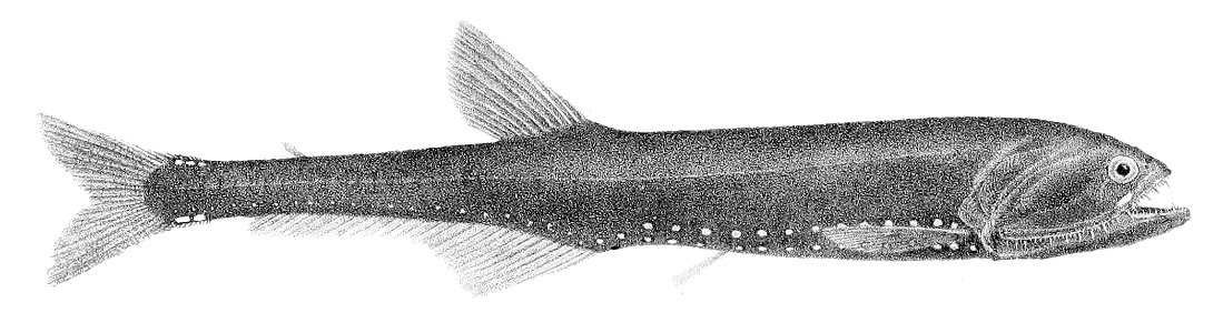Gonostoma elongatum2