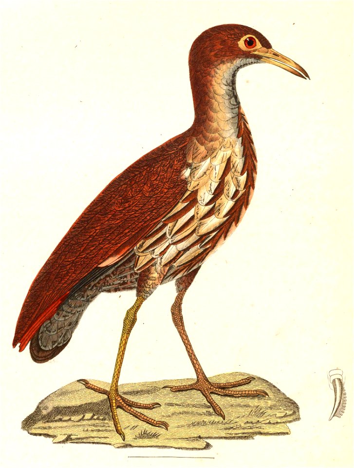 Gorsachius goisagi 1838