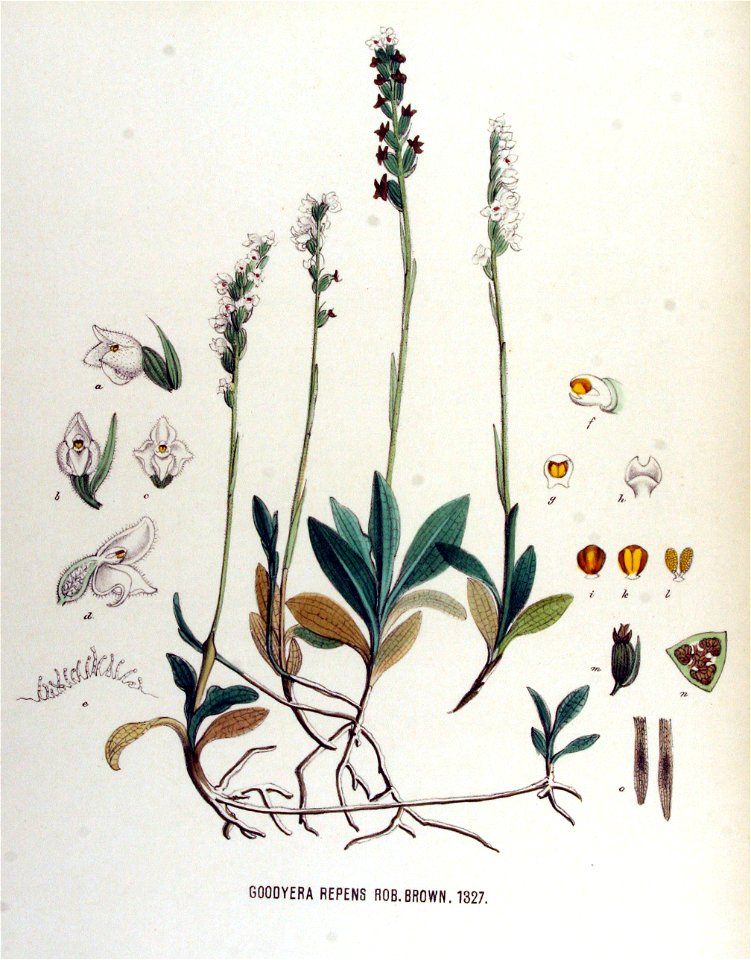 Goodyera repens — Flora Batava — Volume v17