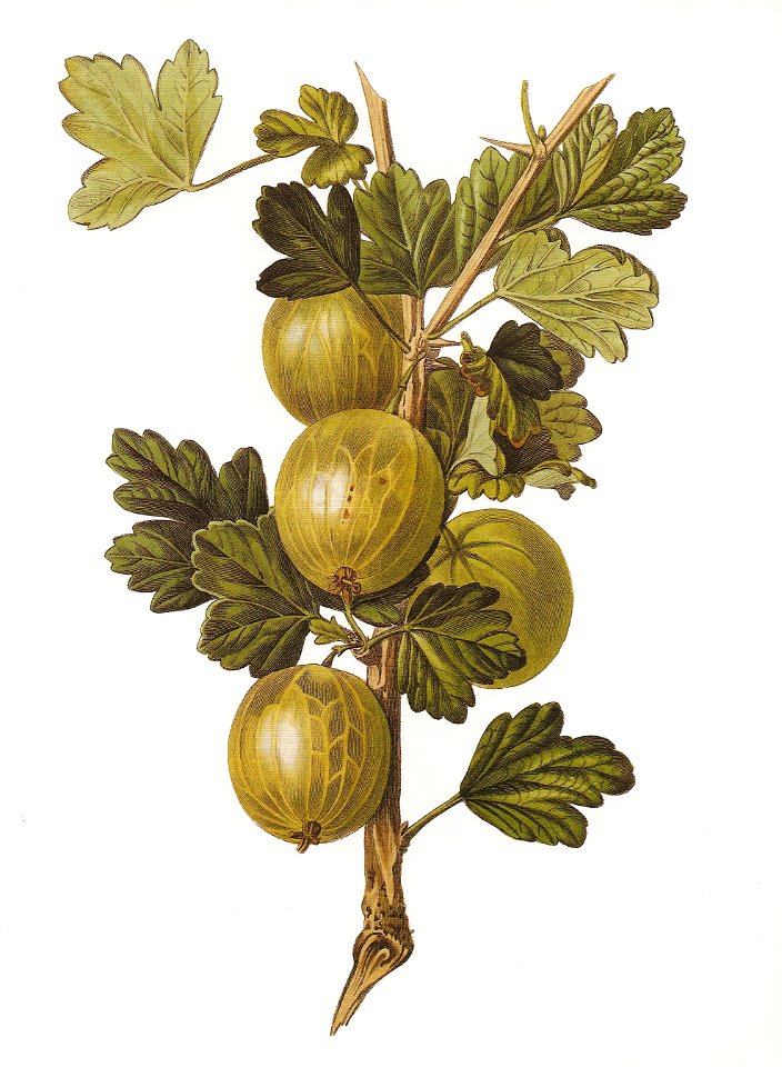 Gooseberry Crompton Sheba Queen RHS