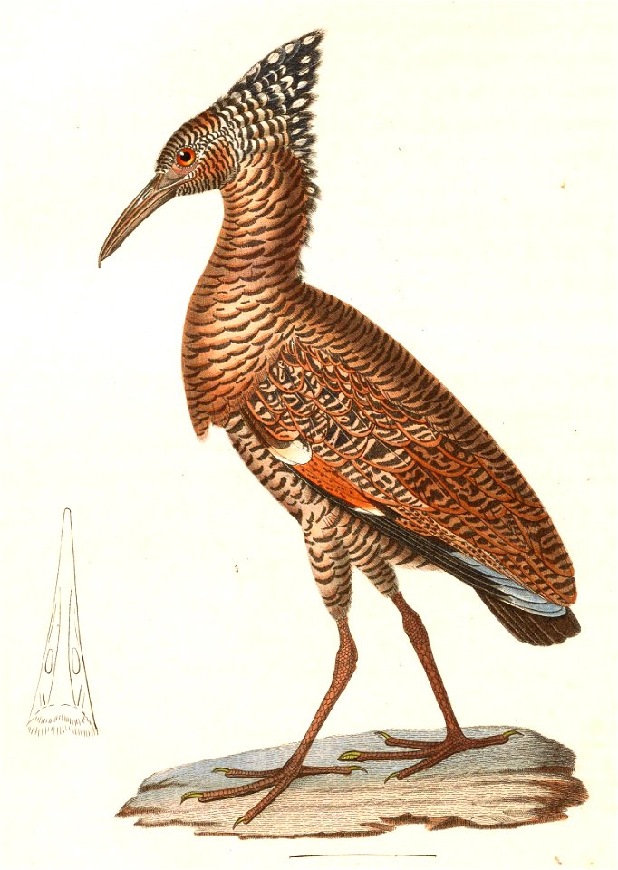 Gorsachius melanolophus 1838