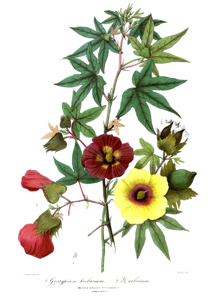 GossypiumRoyle
