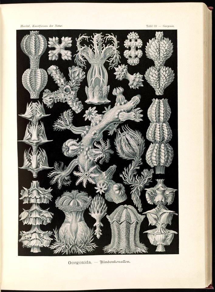 Gorgonida. - Rindenkorallen LCCN2015648925