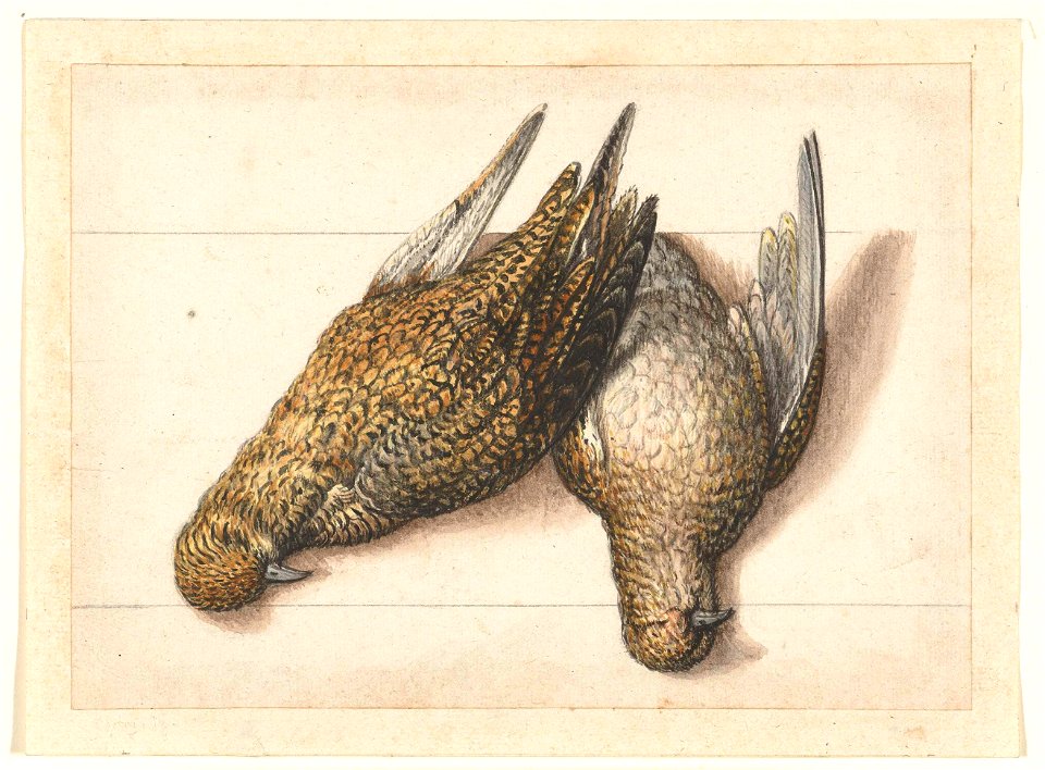 Goudplevier