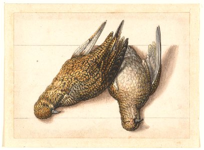 Goudplevier