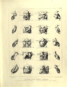 Gothic Ornaments, selected fom various ancient buildings, both in England and Franc, during the years 1828, 1829, and 1839 - Agustus Pugin 47