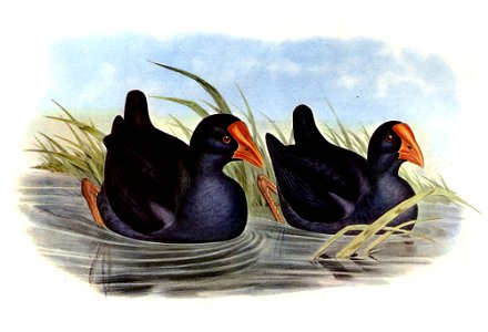 Gould Eastern swamp hen