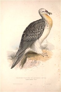 GouldBirdsEuropeIBearded Vulture