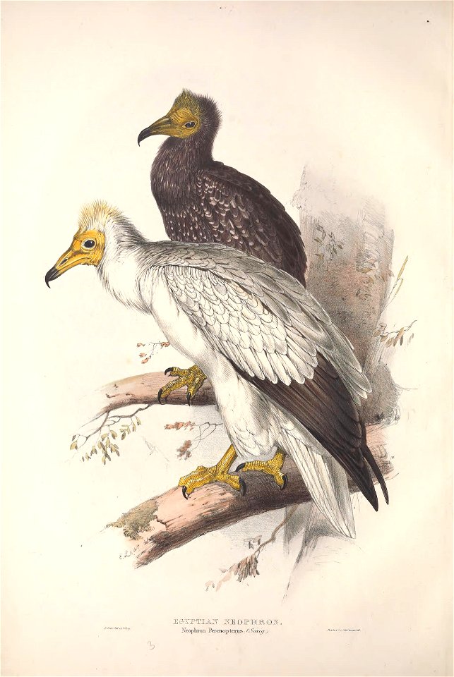 GouldBirdsEuropeIEgyptianVulture