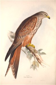 GouldBirdsEuropeIKite